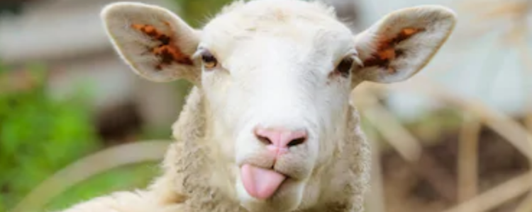 La fábula de la oveja que quiso ser pastor.